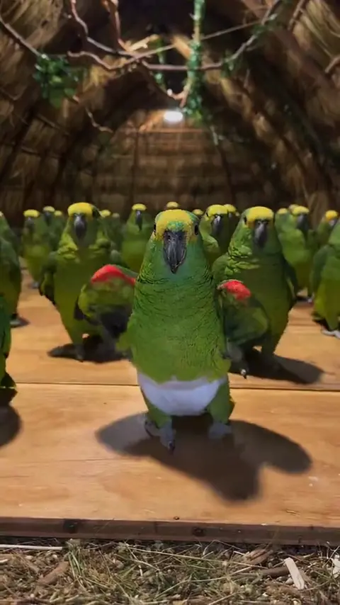 Parrot Dance template sample frame